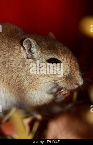 Mongolische Rennmäuse (Meriones) Stockfoto