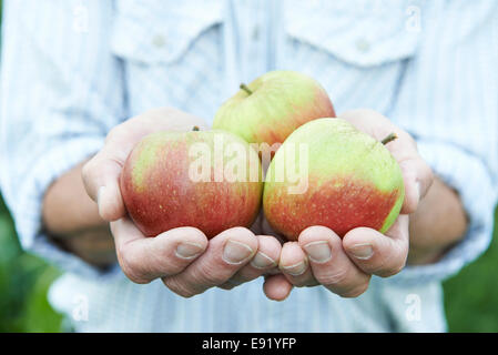 Der Mann, der frisch gepflückten Äpfel hautnah Stockfoto