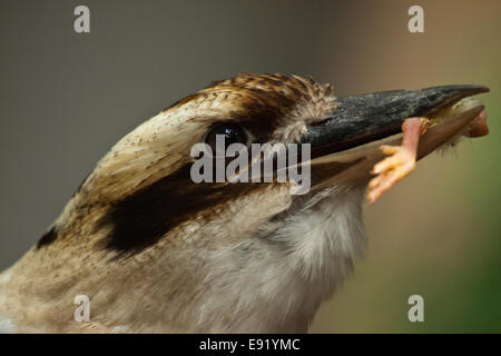 Lachende Kookaburra (Dacelo Novaeguineae) Stockfoto