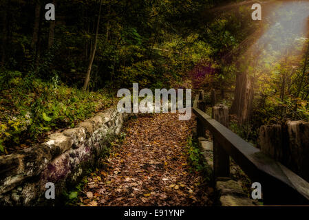 Ruhigen Spaziergang in den Wäldern Stockfoto