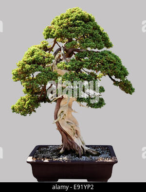 Japanische Bonsai-Baum in Topf isoliert Stockfoto