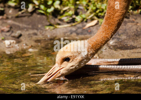 Rot-gekrönter Kran (Grus Japonensis) Stockfoto