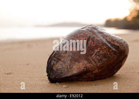 Nahaufnahme der Kokosnuss am Strand bei Sonnenaufgang Stockfoto