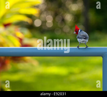 Roten crested Kardinal am Zaun in Kauai Stockfoto