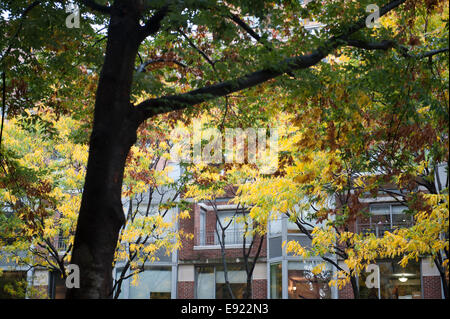 Herbstlaub auf der South End Avenue in Battery Park City, einer Nachbarschaft in Manhattan, New York City. Stockfoto