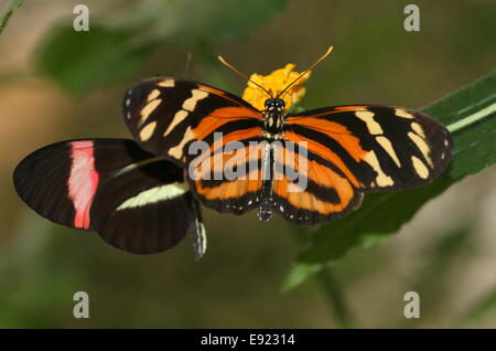 Isabellas Longwing oder Isabellas Heliconian (Eueides Isabella), mit einem gemeinsamen Postbote Schmetterling (Heliconius Melpomene) im Rücken Stockfoto