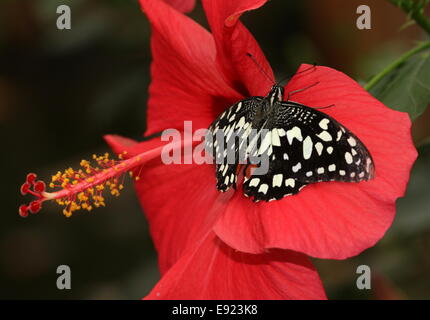 Karo-Schwalbenschwanz (Papilio Demoleus) aka Zitrone oder Limette Schwalbenschwanz oder kleiner Zitrusfrüchte Schmetterling, posiert auf einer Hibiskusblüte Stockfoto