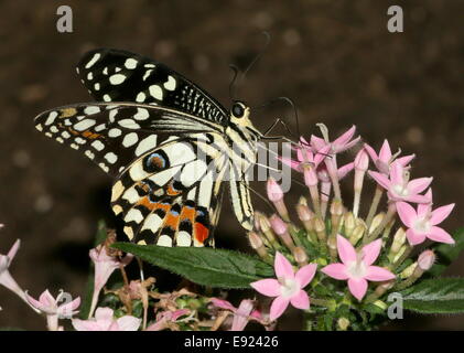 Karo-Schwalbenschwanz (Papilio Demoleus) aka Zitrone oder Limette Schwalbenschwanz oder kleiner Zitrusfrüchte Schmetterling, Fütterung auf eine Blume Stockfoto