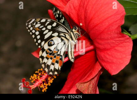 Karo-Schwalbenschwanz (Papilio Demoleus) aka Zitrone oder Limette Schwalbenschwanz oder kleiner Zitrusfrüchte Schmetterling, Fütterung auf eine Hibiskusblüte Stockfoto