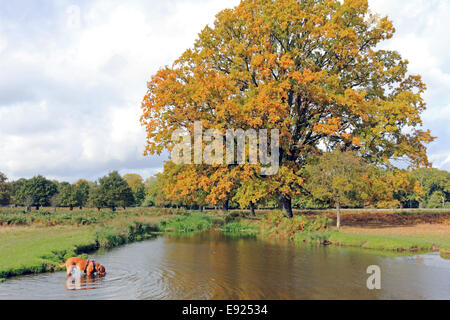 Bushy Park, SW-London, UK. 17. Oktober 2014. Ein Hund genießt eine Paddel in den Longford Fluss fließt durch den Park mit den Sonnenstrahlen, die Verbesserung der goldenen Farben dieses prächtige Eiche. Bildnachweis: Julia Gavin UK/Alamy Live-Nachrichten Stockfoto