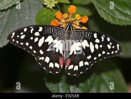 Karo-Schwalbenschwanz (Papilio Demoleus) aka Zitrone oder Limette Schwalbenschwanz oder kleiner Zitrusfrüchte Schmetterling, Fütterung auf eine Blume Stockfoto