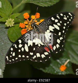 Karo-Schwalbenschwanz (Papilio Demoleus) a.k.a. Zitrone oder Limette Schwalbenschwanz oder kleiner Zitrusfrüchte Schmetterling, Fütterung auf eine Blume, dorsal Stockfoto