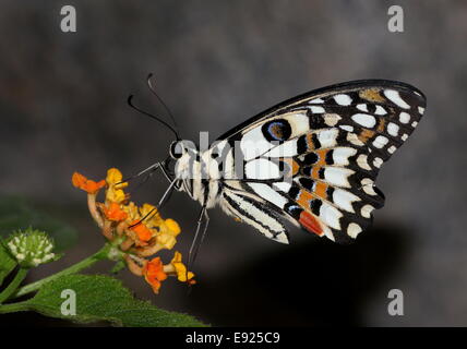 Karo-Schwalbenschwanz (Papilio Demoleus) aka Zitrone oder Limette Schwalbenschwanz oder kleiner Zitrusfrüchte Schmetterling, Fütterung auf eine Blume Stockfoto