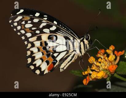 Karo-Schwalbenschwanz (Papilio Demoleus) aka Zitrone oder Limette Schwalbenschwanz oder kleiner Zitrusfrüchte Schmetterling, Fütterung auf eine Blume Stockfoto