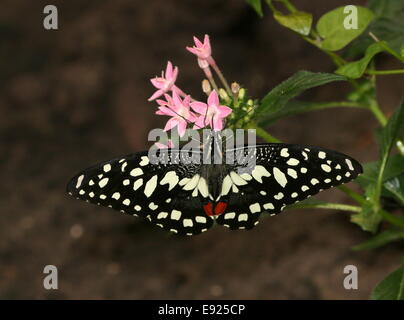 Karo-Schwalbenschwanz (Papilio Demoleus) aka Zitrone oder Limette Schwalbenschwanz oder kleiner Zitrusfrüchte Schmetterling, Fütterung auf eine Blume Stockfoto