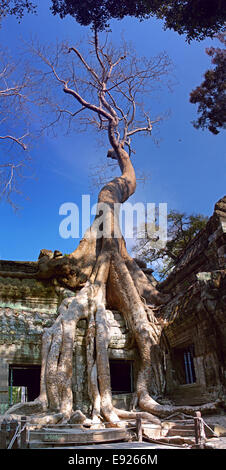 Banyanbaum wächst über Angkor Tempel Stockfoto