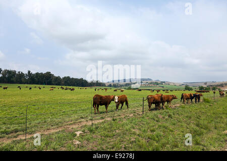 Jungbullen stehen auf einer Weide auf eine Nutz-Farm in KwaZulu Natal in Südafrika. Stockfoto