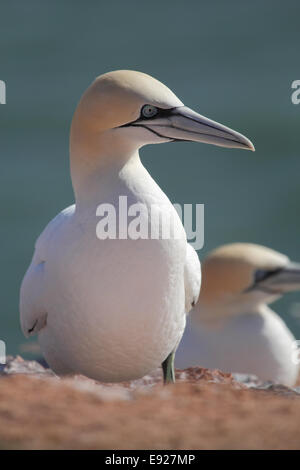 Basstölpel Stockfoto