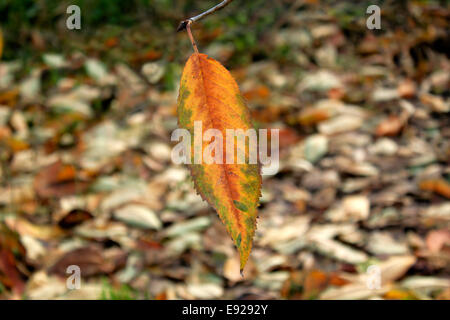 Blätter im Herbst Stockfoto
