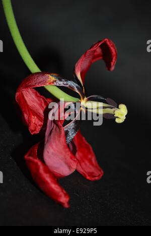 Tulpe verblasst Stockfoto