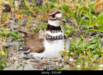 Killdeer Vogel sitzt auf Nest mit jungen Stockfoto