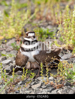 Killdeer Vogel sein Nest zu verteidigen Stockfoto