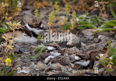 Killdeer Küken im Nest mit Eiern Stockfoto