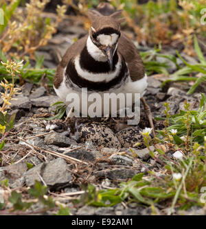 Killdeer Vogel sitzt auf Nest mit jungen Stockfoto