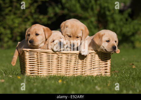 vier Labrador Welpen in einem Korb Stockfoto