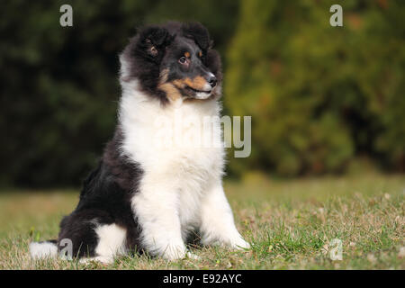 American Shetland Sheepdog Welpen Stockfoto