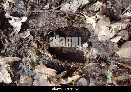 Rotwild - Cervus elaphus Stockfoto