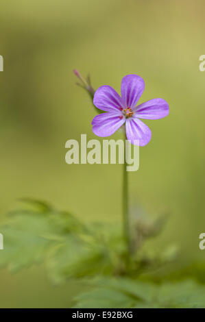 Holz-Storchschnabel (Geranium Sylvaticum) Stockfoto