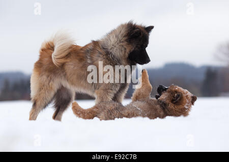 Eurasische Hunde-Mutter und Kind im Schnee Stockfoto