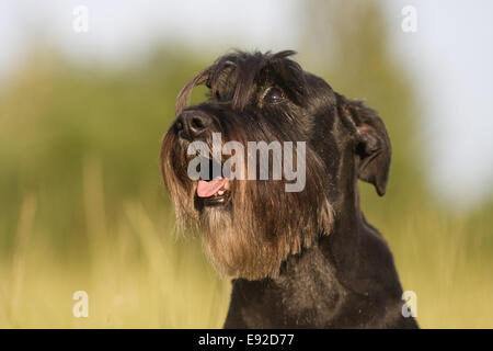 Standard Schnauzer sucht Stockfoto