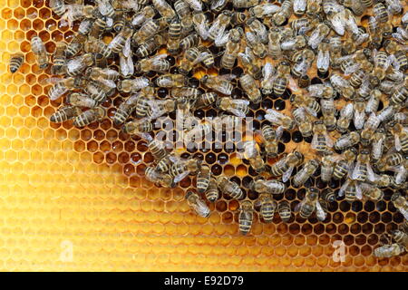 viele Honigbienen Stockfoto