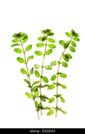 Majoran (Origanum Majorana) Stockfoto