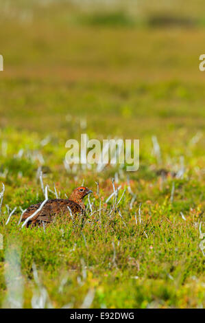 Eine männliche Moorschneehuhn (Lagopus Lagopus Scoticus) einen Überblick über sein Territorium auf die North York Moors Yorkshire Moor, UK. Stockfoto