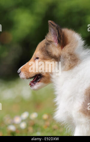 American Shetland Sheepdog Welpen Stockfoto
