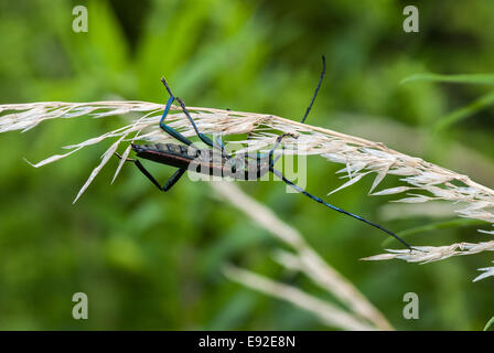 Moschus-Käfer (Aromia Moschata) Stockfoto