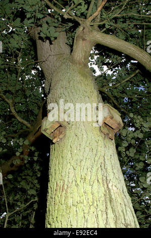 Fledermauskästen Stockfoto