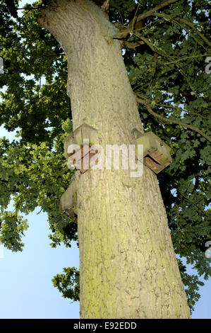 Fledermauskästen Stockfoto