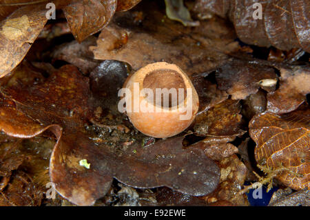 Rötelmaus angeknabberte Nuss - Clethrionomys glareolus Stockfoto