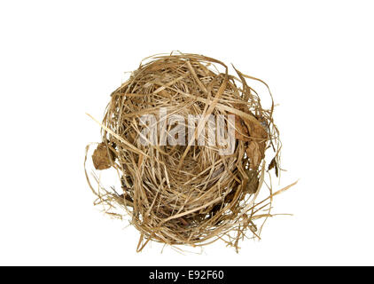 Hazel Dormouse Nest - Muscardinus avellanarius Stockfoto