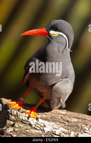 Inka-Seeschwalbe (Larosterna Inca) Stockfoto