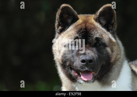 American Akita Stockfoto