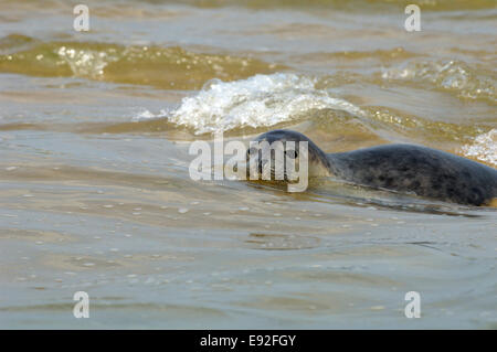 Kegelrobben - Halichoerus grypus Stockfoto