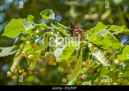 Lila Kaiser (Apatura Iris) Stockfoto