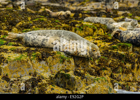 Eine wilde Atlantik grau Dichtung grau (Halichoerus Grypus) auf Felsen mit seiner Kolonie macht Blickkontakt. Auch bekannt als Pferdekopf Dichtungen. Stockfoto