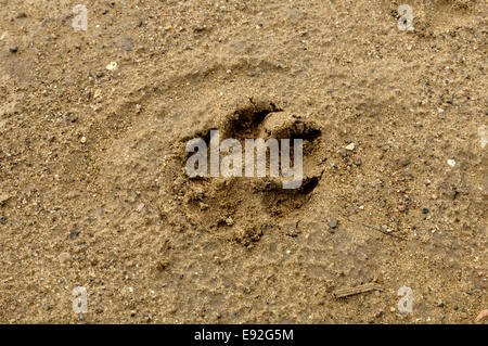 Hund Pfote Print - Canis Lupus familiaris Stockfoto