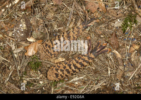 Eichhörnchen knabberte Tannenzapfen - Sciurus vulgaris Stockfoto